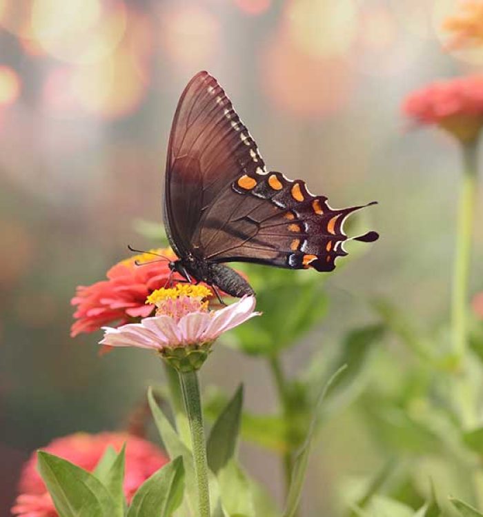 Nurturing the Bond Between Humans and Nature